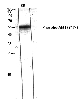WB - Akt1 (phospho Tyr474) Polyclonal Antibody AP67615